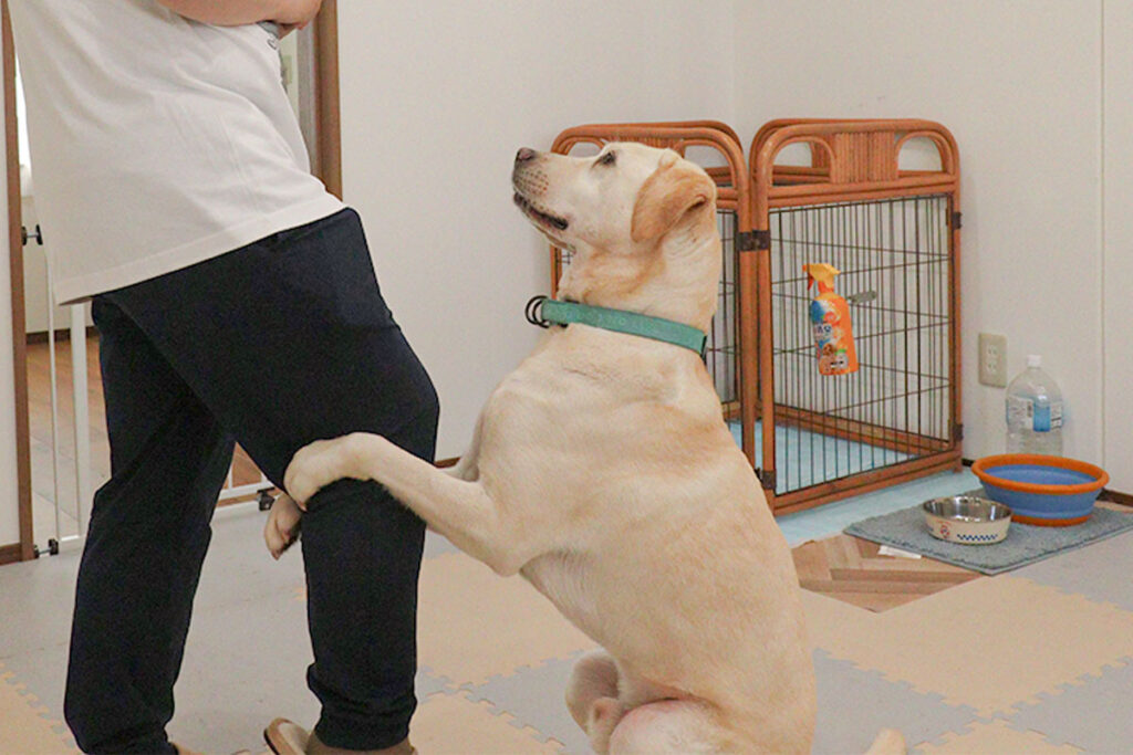 足を掴む犬