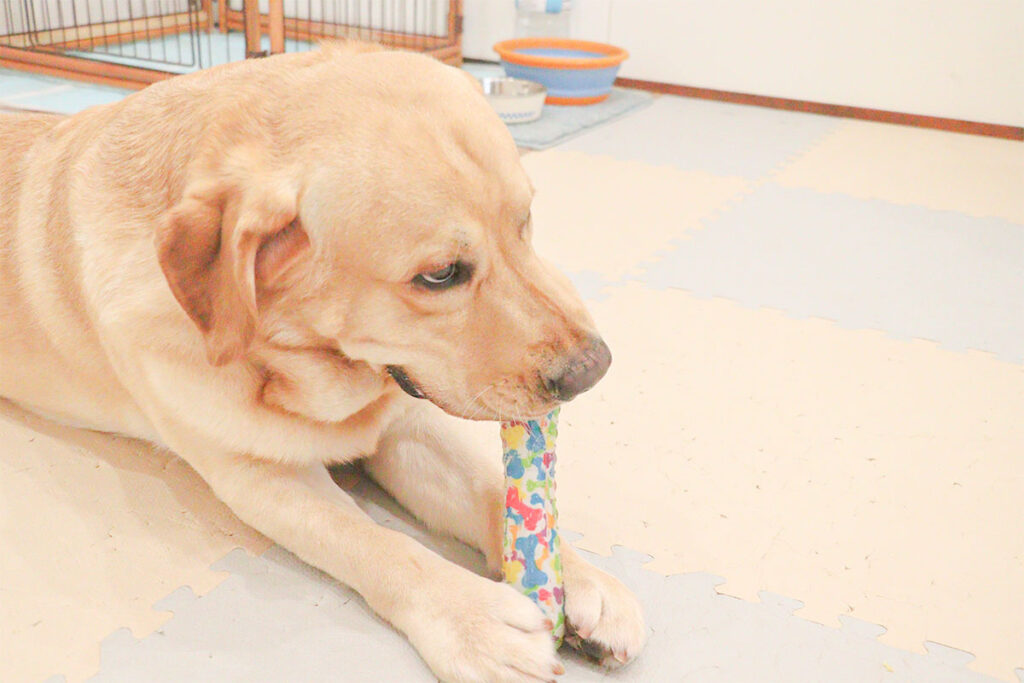 おもちゃで遊ぶ犬