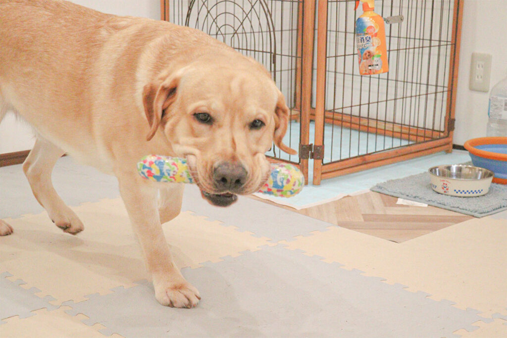 おもちゃを咥えながら登場する犬
