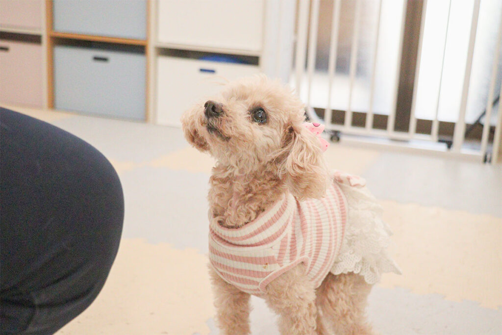 指示を待つ犬
