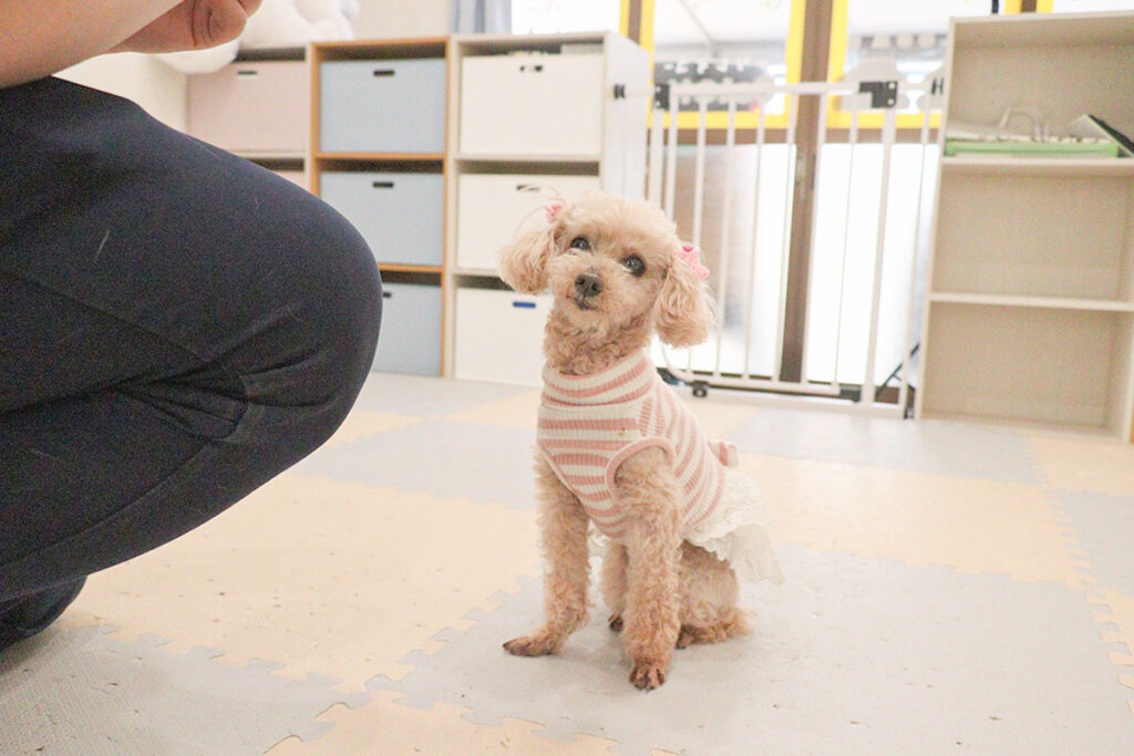 カメラを見つめる犬