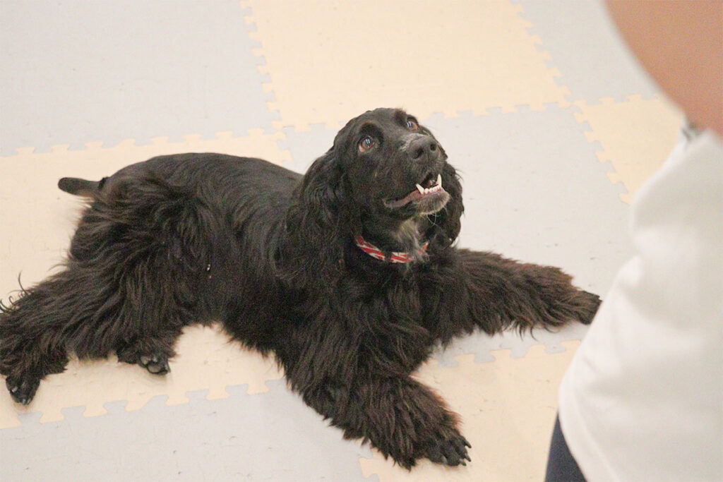 指示を待つ犬