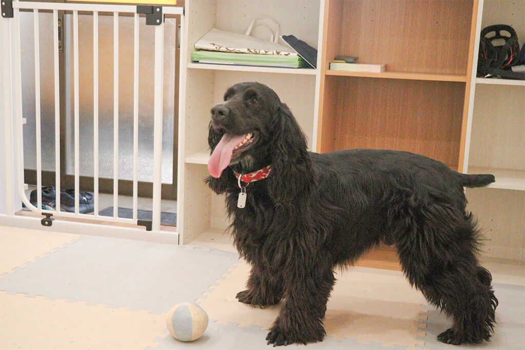 ボールと黒い犬