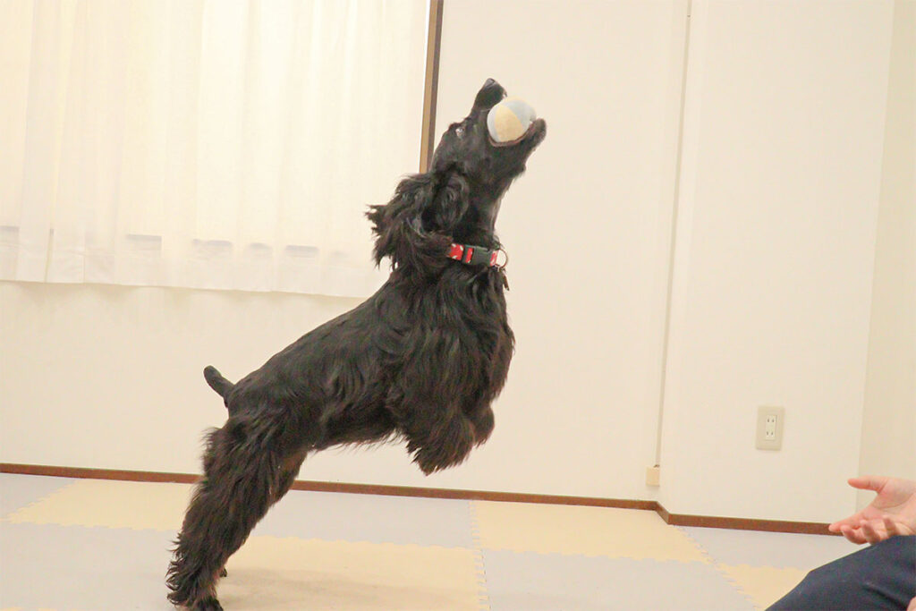ボールをキャッチする犬