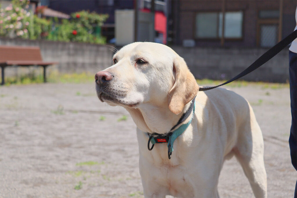 日を浴び黄昏れる犬
