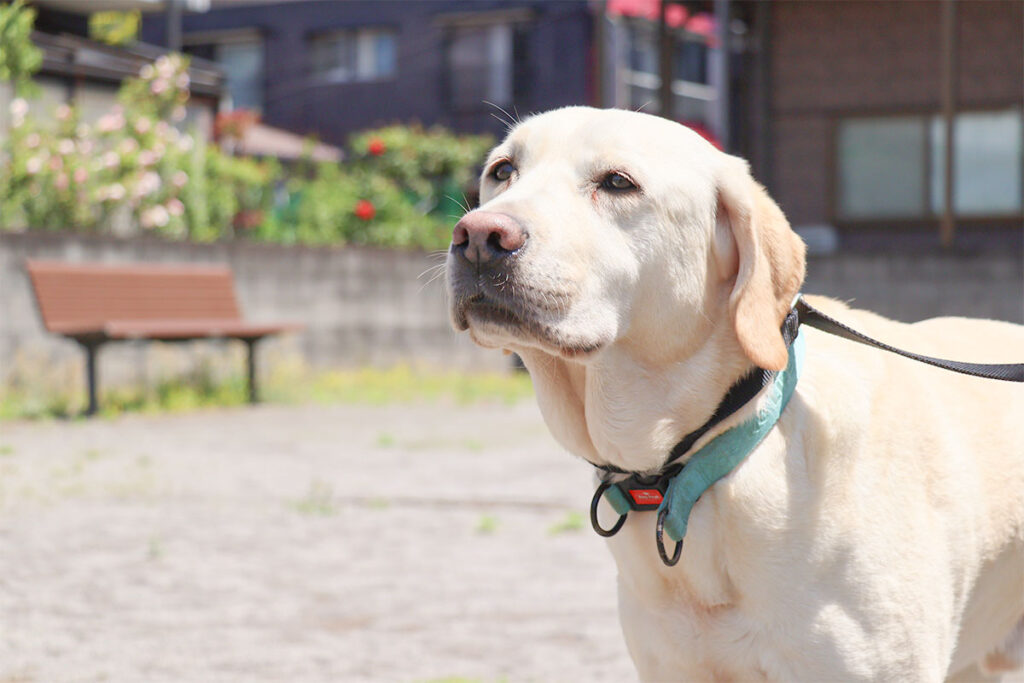 黄昏れる犬